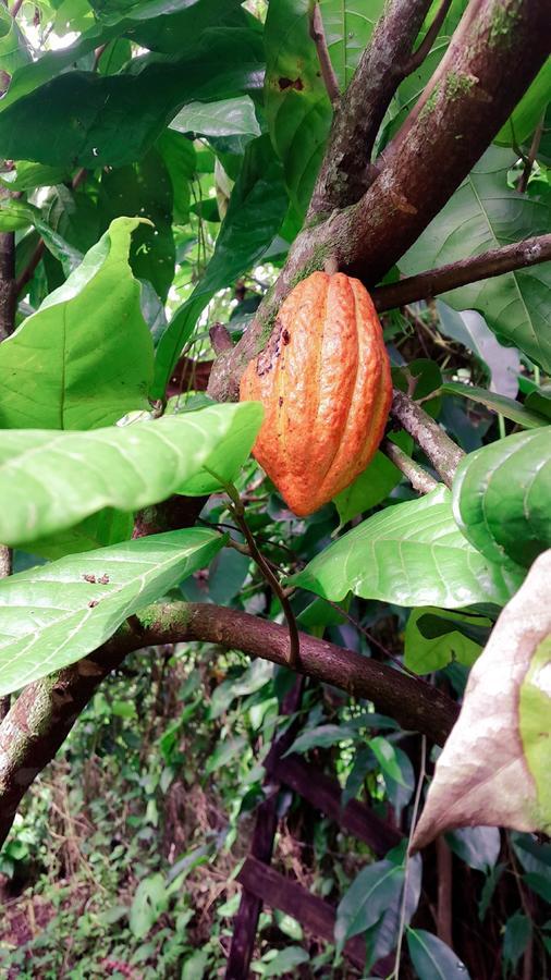 Hotel Cacao Rio Celeste Bijagua Dış mekan fotoğraf